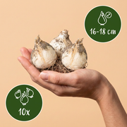 Sierui Allium &