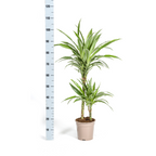 Dracaena Deremensis White Stripe, detail van het blad