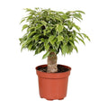 Productfoto van Ficus Benjamina Kinky