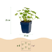 Geranium macrorrhizum &
