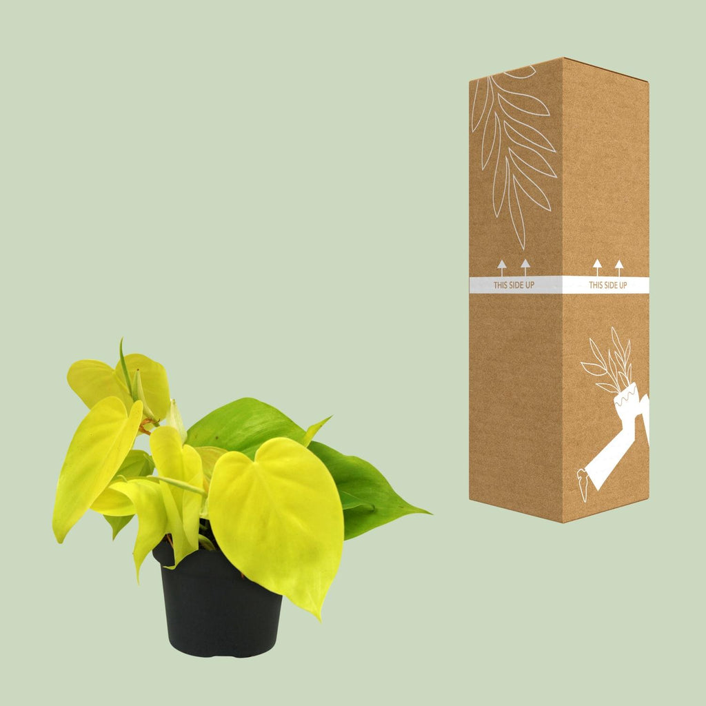 Detailfoto van Philodendron Lime