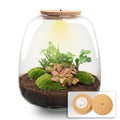 Planten terrarium - Emma - DIY kit - Hedera, rood, plant in pot