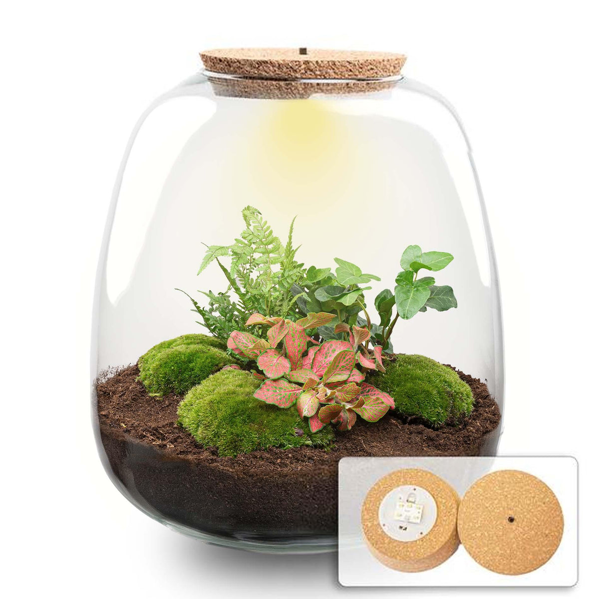 Planten terrarium - Emma - DIY kit - Hedera, rood, plant in pot