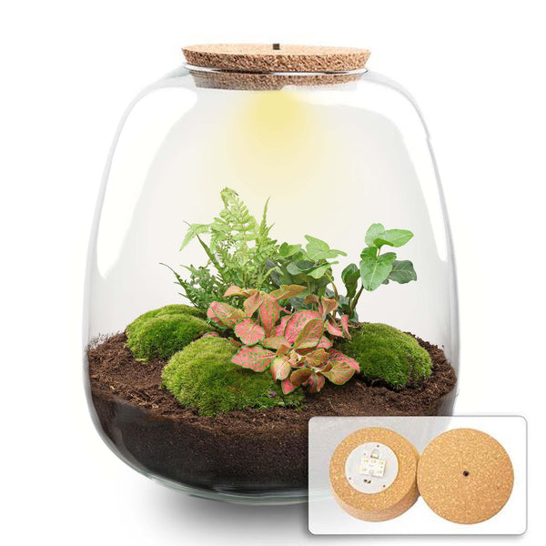 Planten terrarium - Emma - DIY kit - Hedera, rood