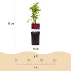 Rosa Red Climber, kenmerkend blad