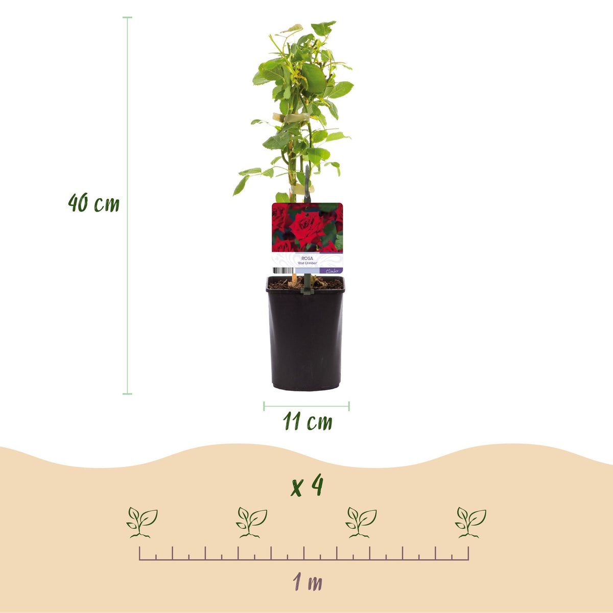 Rosa Red Climber, kenmerkend blad