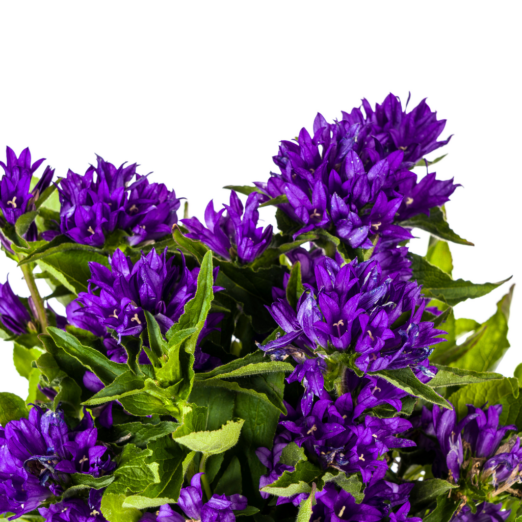 Campanula Glomerata Genti Blue, detail van het blad