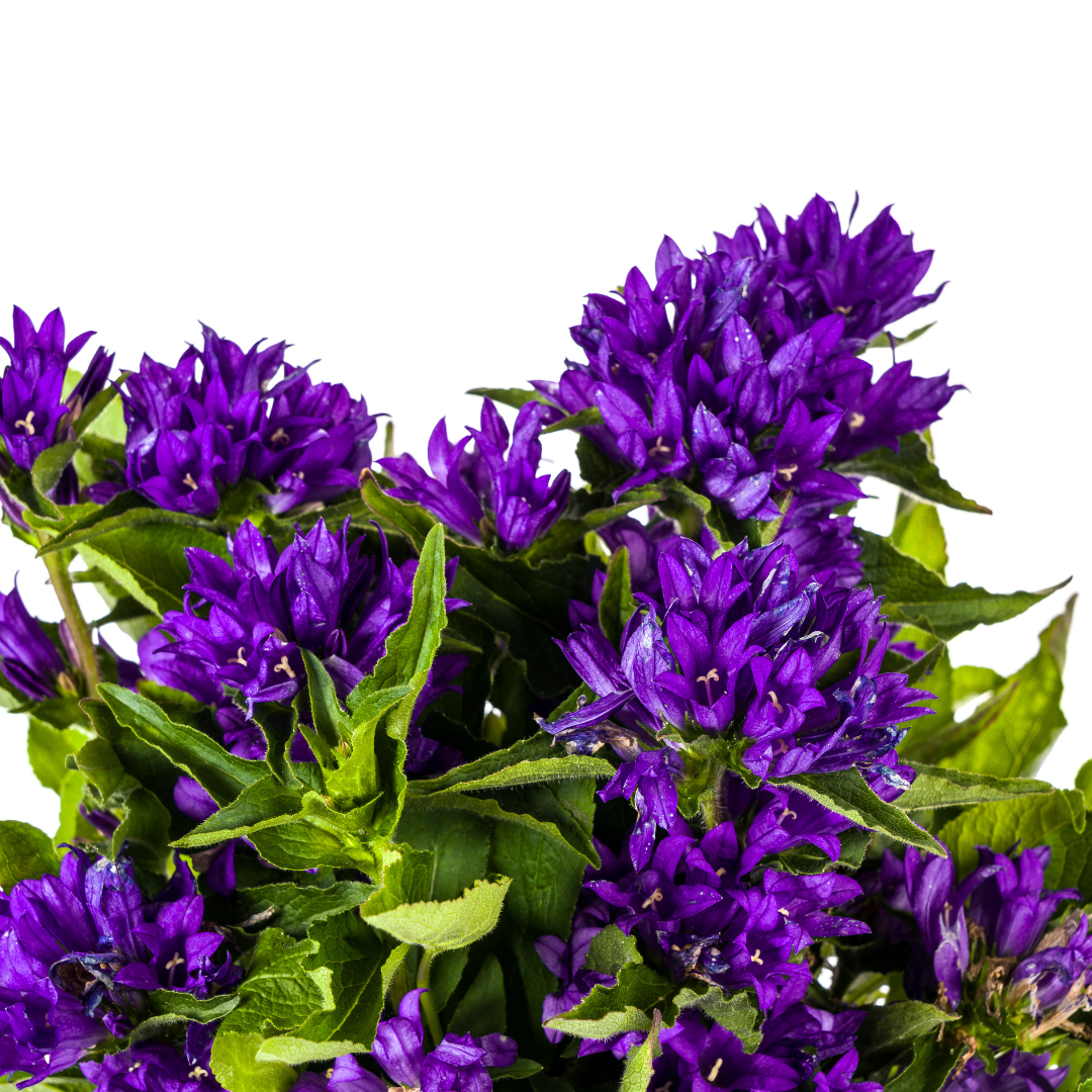 Campanula Glomerata Genti Blue, detail van het blad