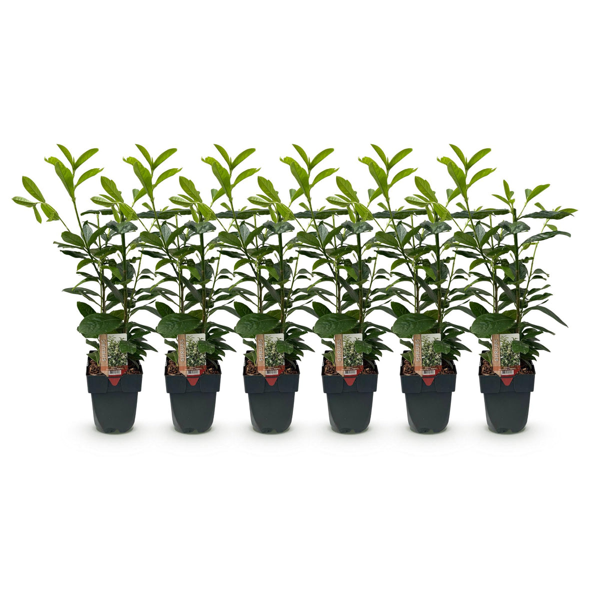 Prunus laurocerasus Novita, groeiwijze van de plant