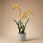 Renanthera Orchidee Geel & Oranje in pot, kenmerkend blad