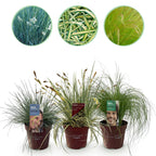 3 siergrassen, plant in pot