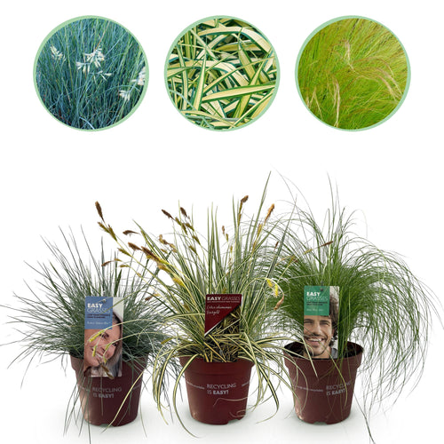 3 siergrassen, plant in pot