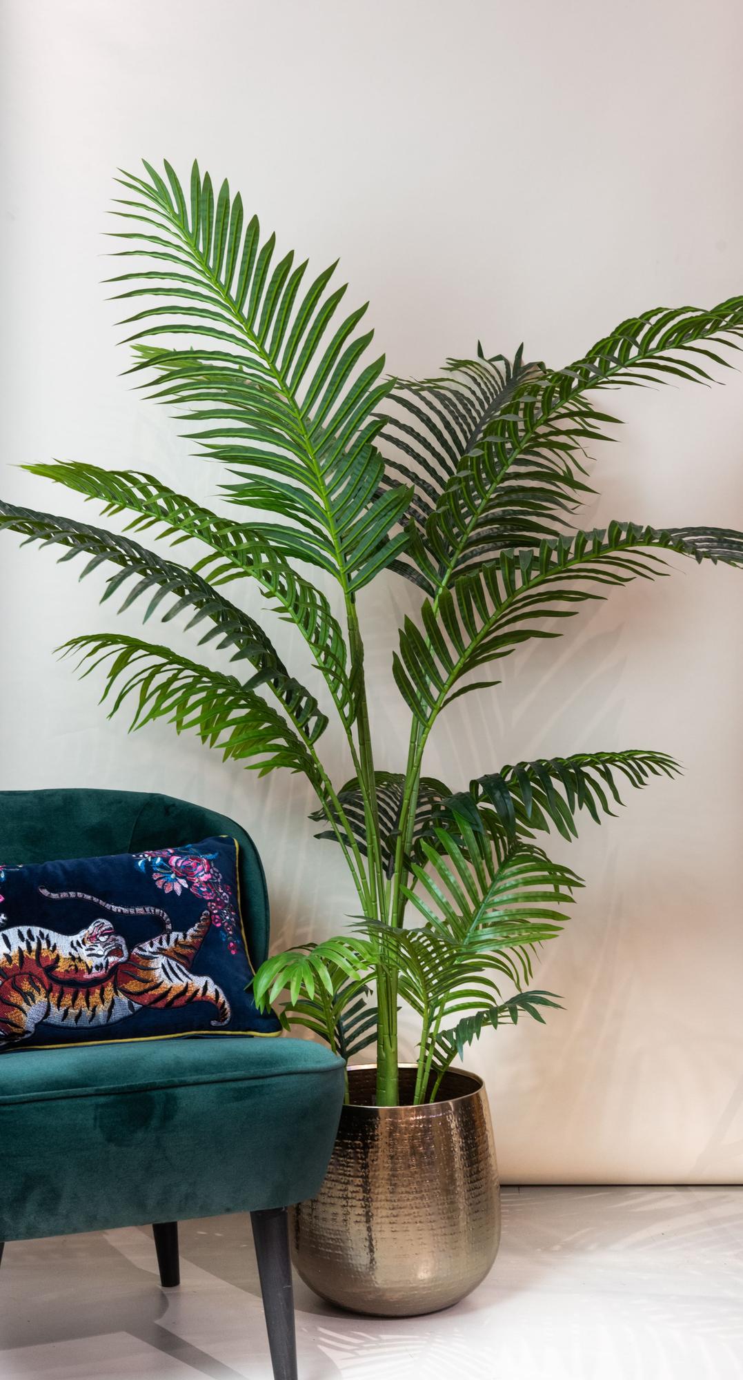 Kunstplant - Howea Forsteriana, gezonde plant