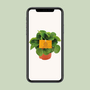 Peperomia Rana Verde