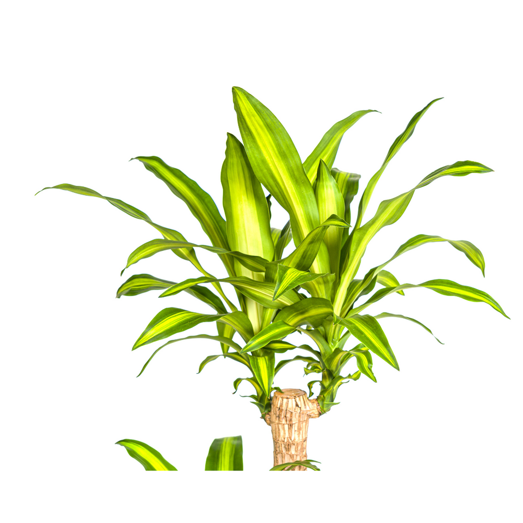 Dracaena Fragrans Massangeana met mand, groene bladeren