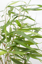 Detailfoto van Fargesia robusta Pingwu, niet-woekerende bamboe