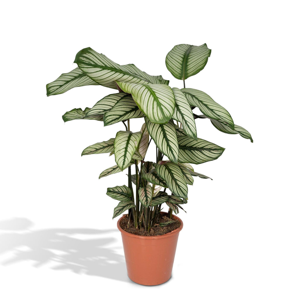 Detailfoto van Calathea Whitestar - Pauwenplant