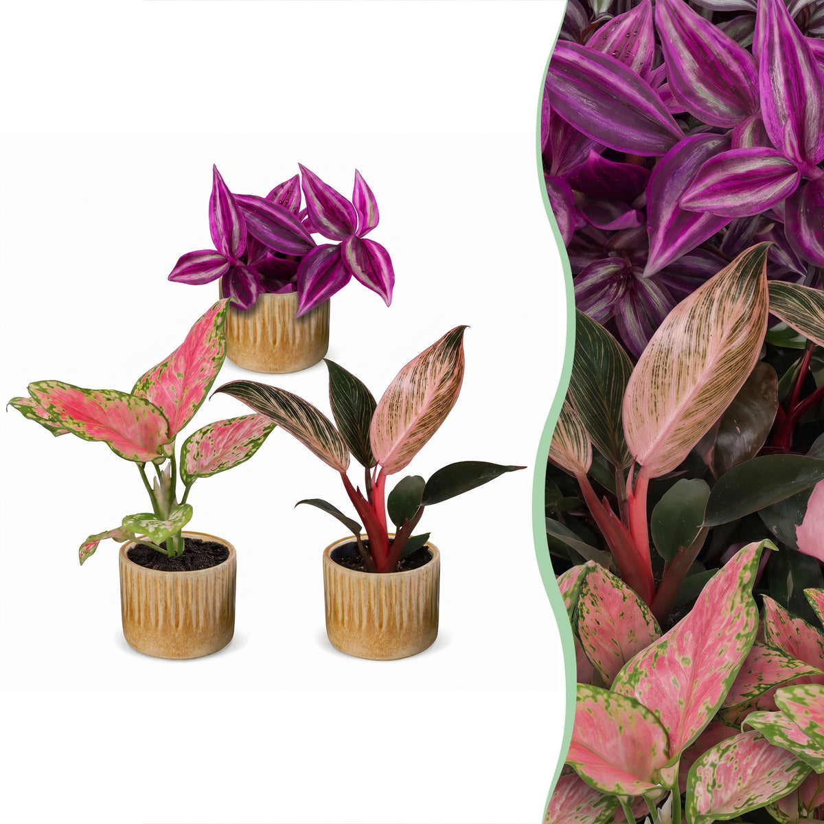 Productafbeelding van Pureplant