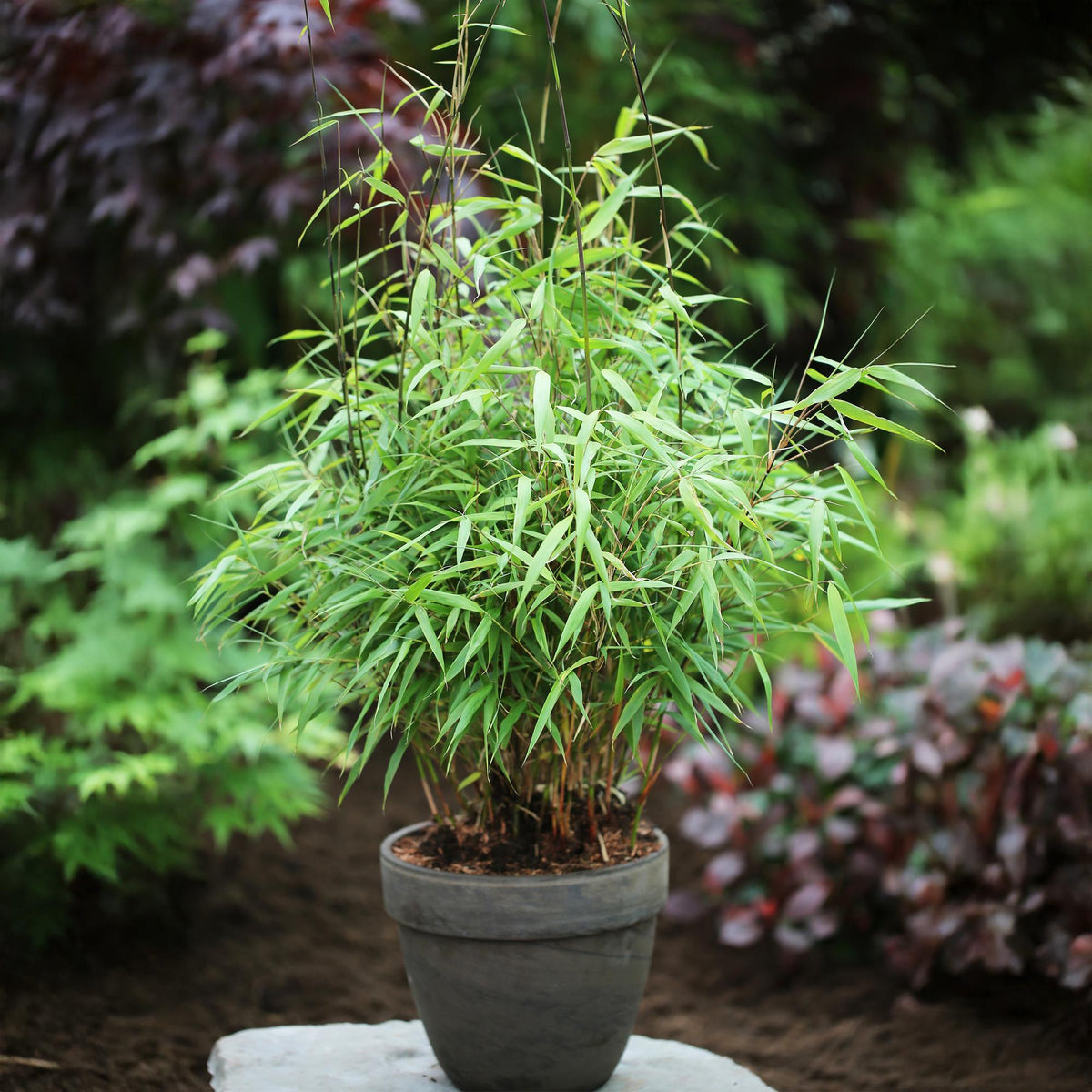 Fargesia scabrida Asian Wonder, 35 cm hoog, plant voor tuin en border