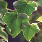Hedera helix Glacier, detail van het blad