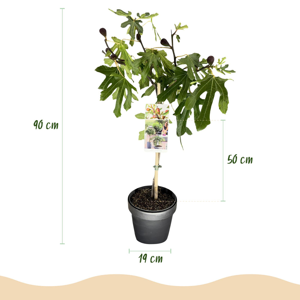 Ficus carica Little Miss Figgy, kenmerkend blad