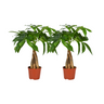 Pachira Aquatica Gevlochten Stam - 2 stuks