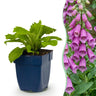 Digitalis purp. Dalmatian Purple - Vingerhoedskruid - Schaduw - Paars - 6 Planten