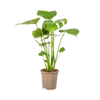 Monstera Deliciosa Tauerii, kenmerkend blad