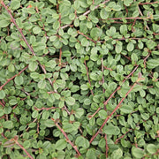Cotoneaster pr. &