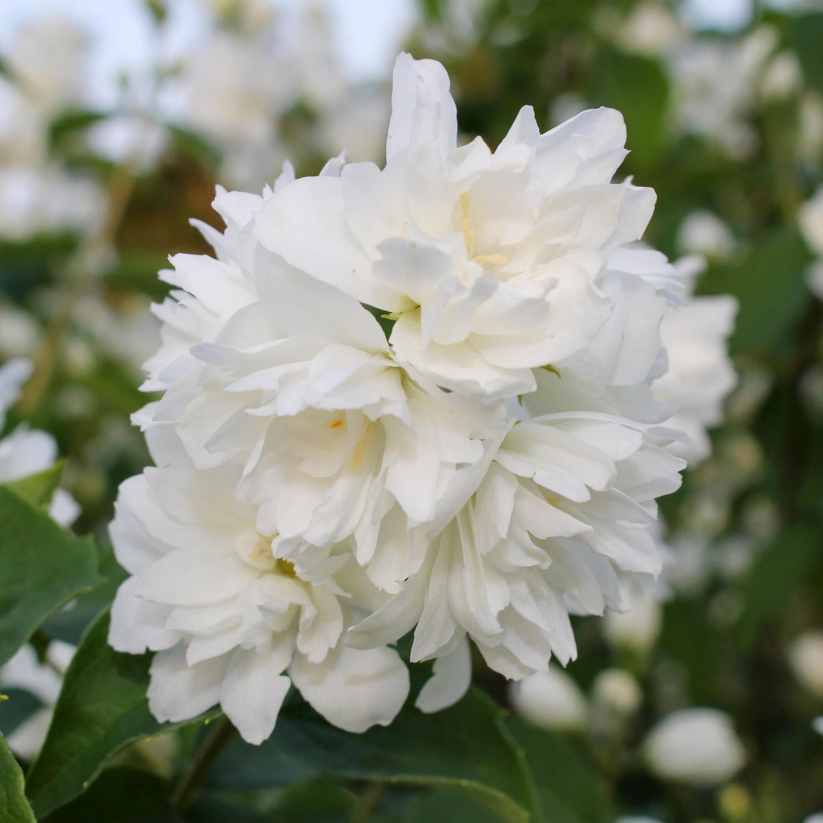 Philadelphus Snowbelle, kenmerkend blad