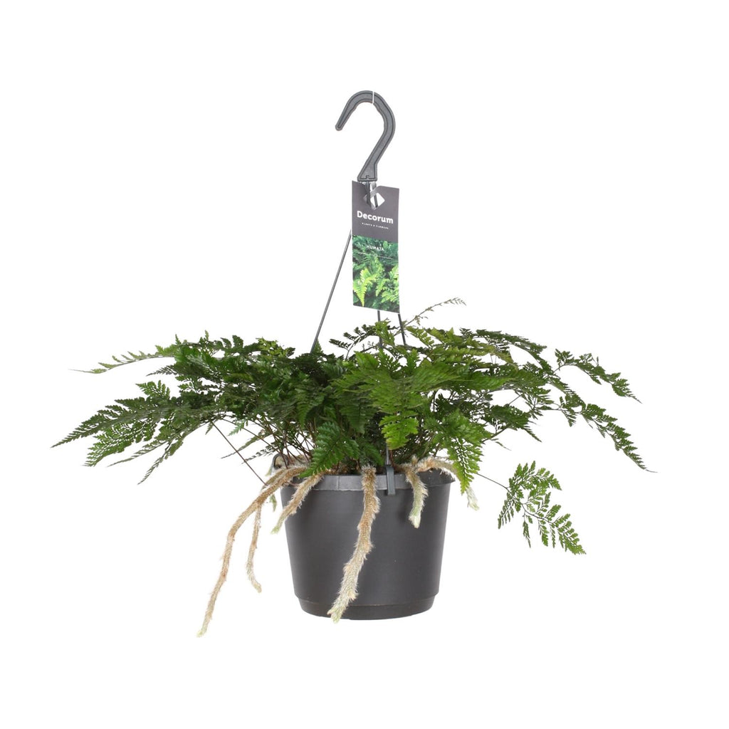 Productfoto van Humata Tyermannii