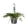 Productfoto van Humata Tyermannii