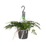 Humata Tyermannii