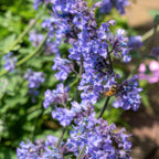 Nepeta 'Six Hills Giant', groeiwijze van de plant
