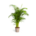 Dypsis Areca lutescens, plant in pot