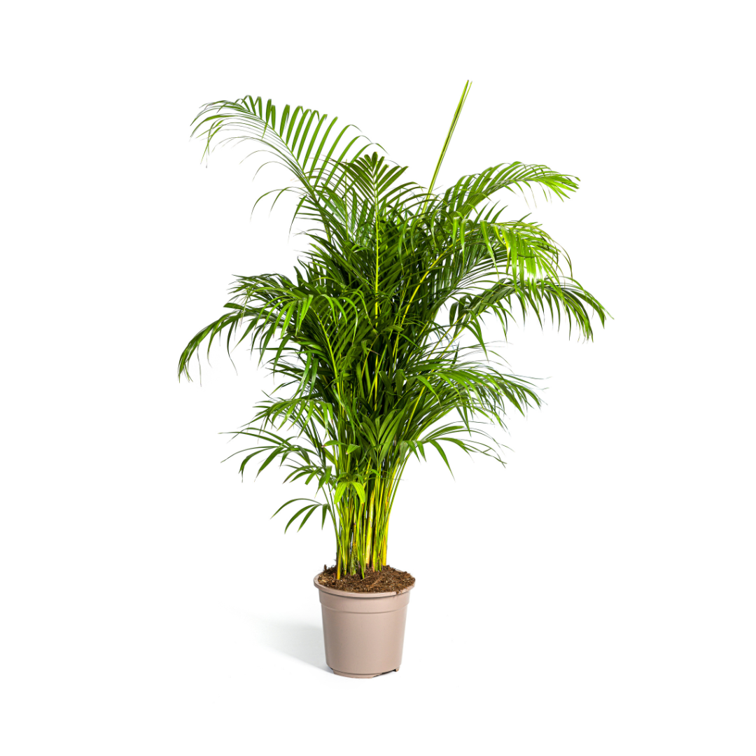 Dypsis Areca lutescens, plant in pot