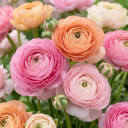Ranonkel Ranunculus pastel mix bloembollen