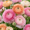 Ranonkel Ranunculus pastel mix bloembollen