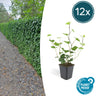 12x Hedera Hibernica