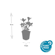 6x Pachysandra term. &
