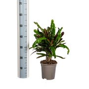 Codiaeum &