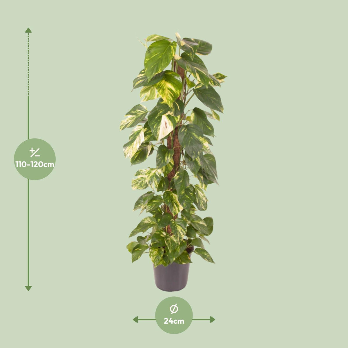 Detailfoto van Epipremnum Pinnatum