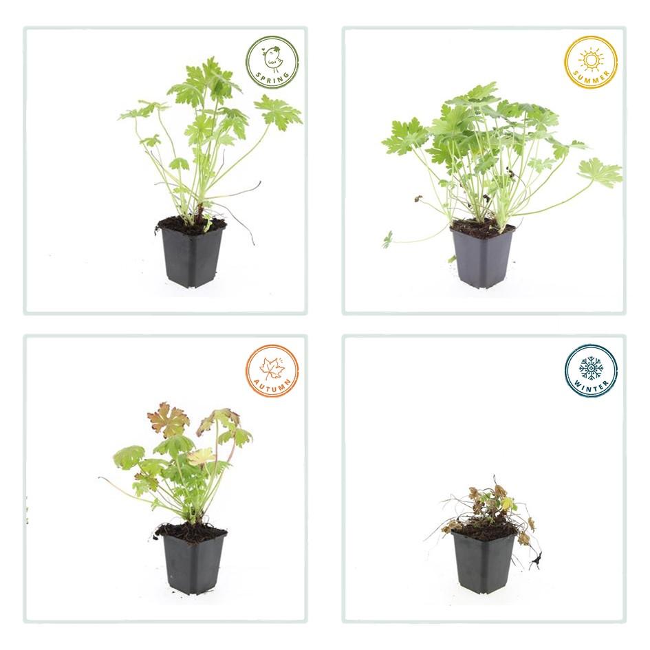 Geranium macrorrhizum, groeiwijze van de plant