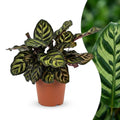 Calathea Makoyana - Pauwenplant, plant in pot