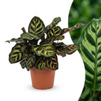 Calathea Makoyana - Pauwenplant, plant in pot