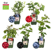 Fruitplanten mix &