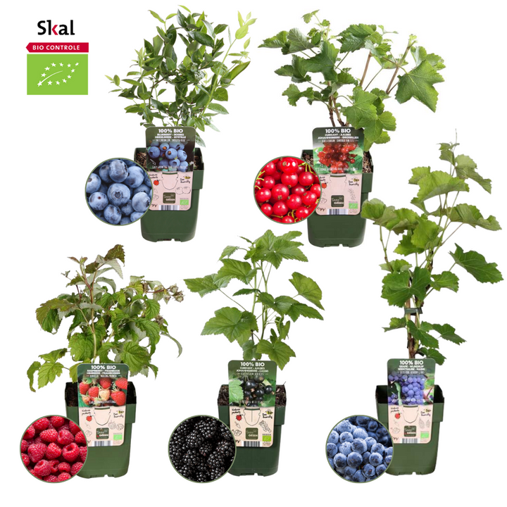 Fruitplanten mix &