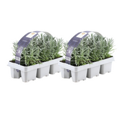 Lavendel angustifolia, 15 cm hoog