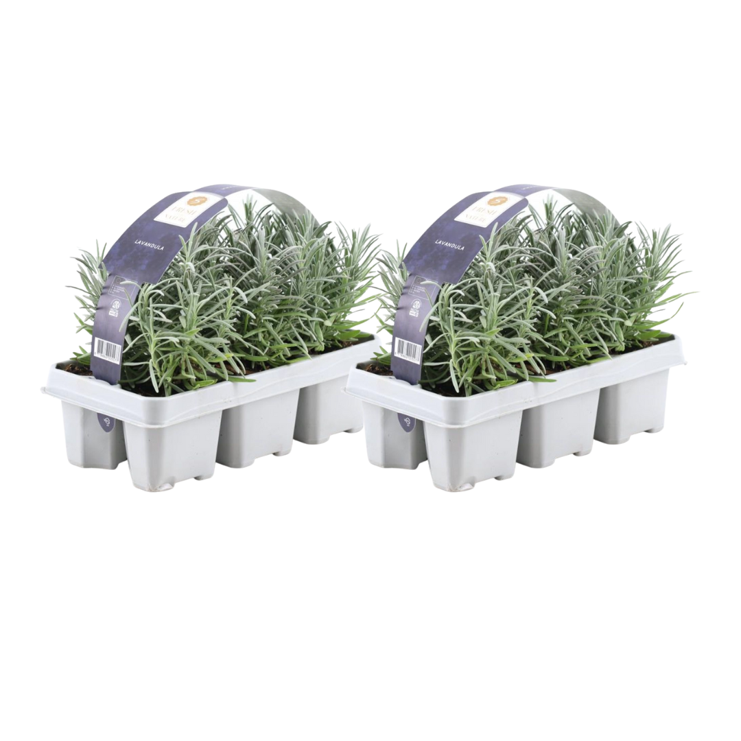 Lavendel angustifolia, 15 cm hoog, kenmerkend blad