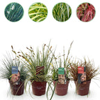 4x Festuca glauca Intense Blue, detail van het blad